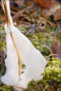 Crystallofolia at Hawn State Park