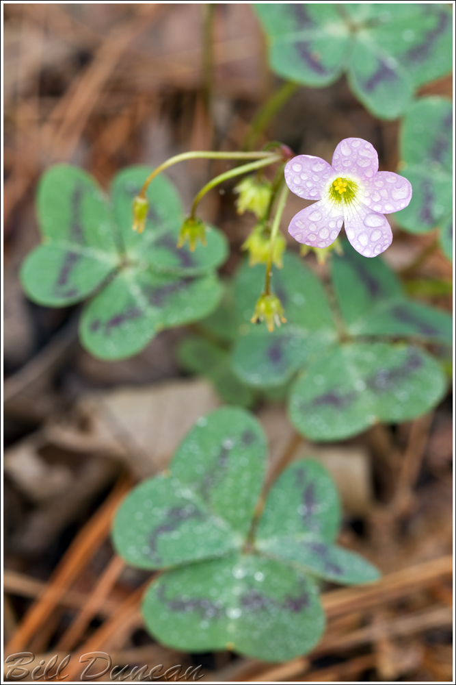 Violet Wood Sorrel