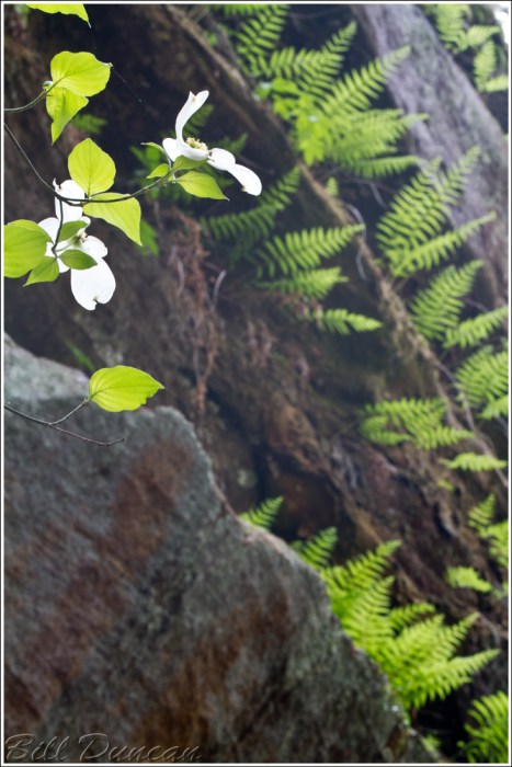 Addressing the Optimates