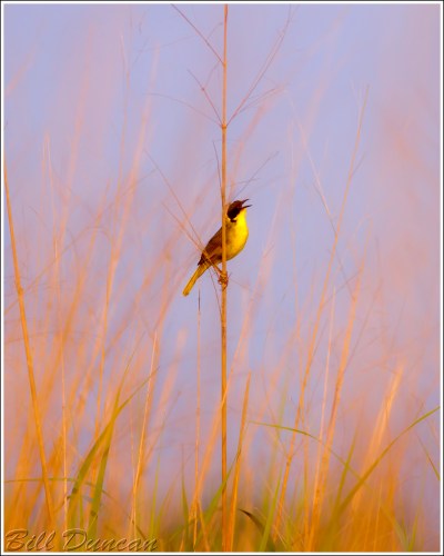 Common Yellowthroat