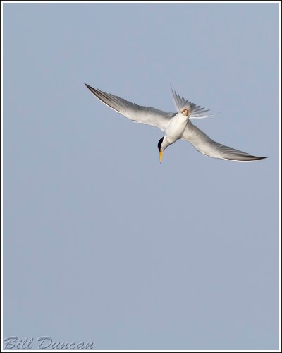 Least Tern