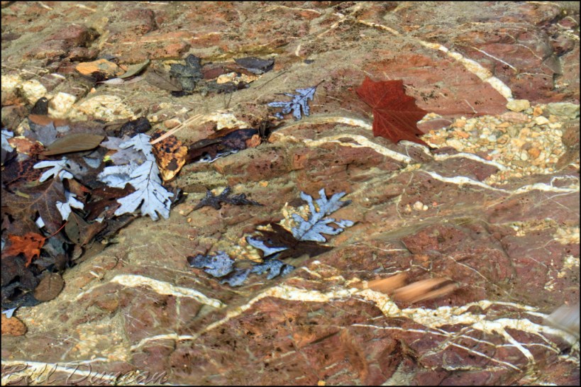 Shut-In Creek Bottom