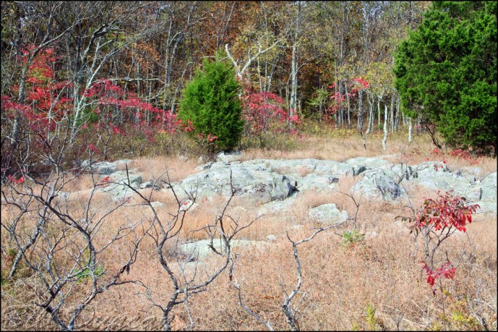 Bell Mountain Glade In Autumn