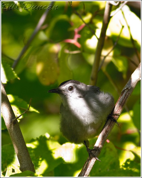 Grey Catbird