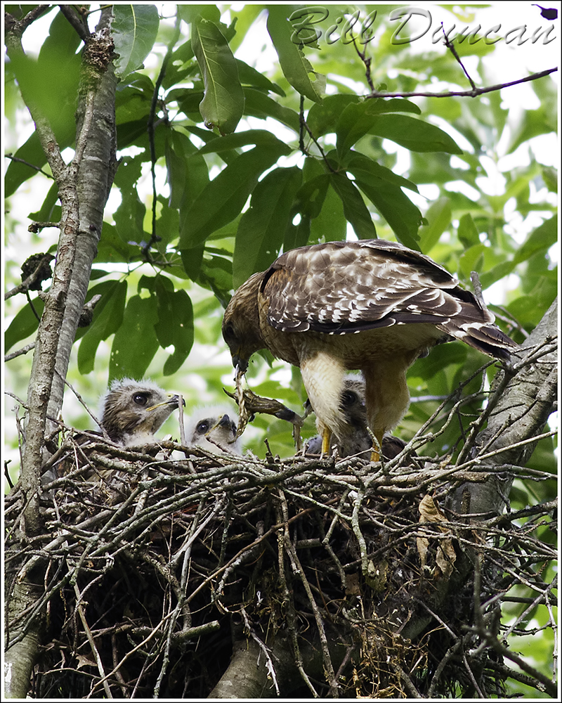 Red-shouldered Hawk Nest, SNR 2012 IMG_0023
