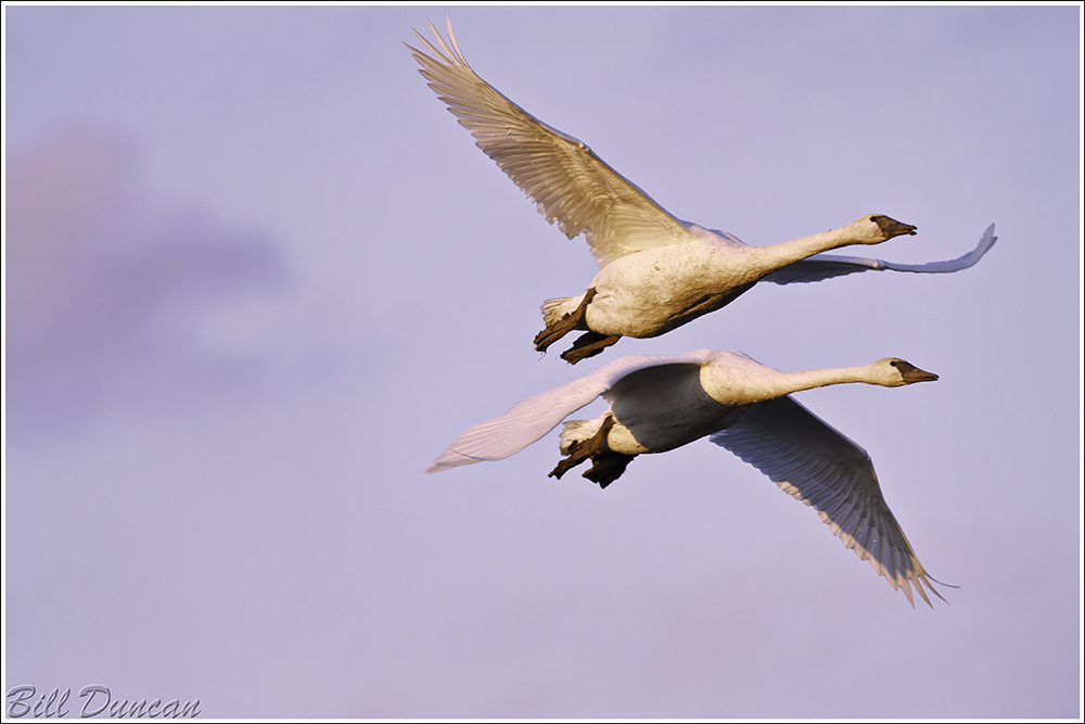 I Never Dreamed Today Would Come, When Love Was Young IMG_9103