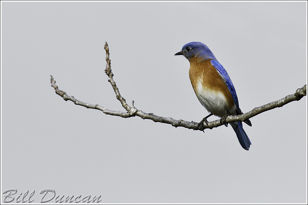 Eastern Bluebird, SNR, Autumn 2012