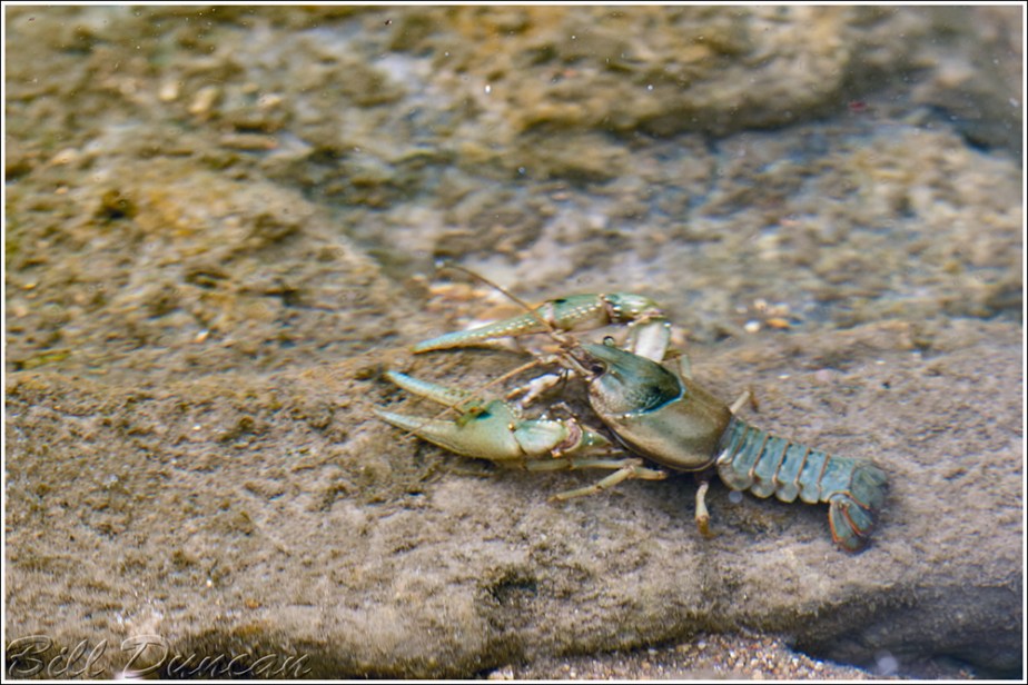 Spothanded Crayfish IMG_3115