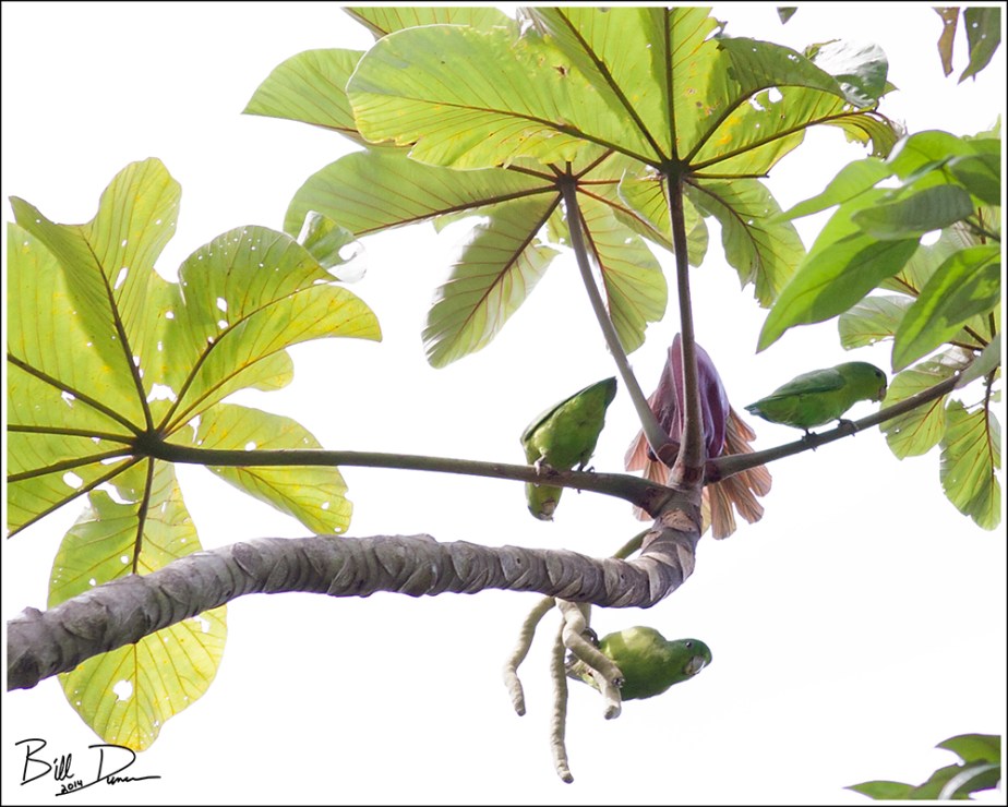 Blue-winged Parrotlet