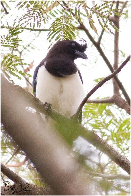 Curl-crested Jay