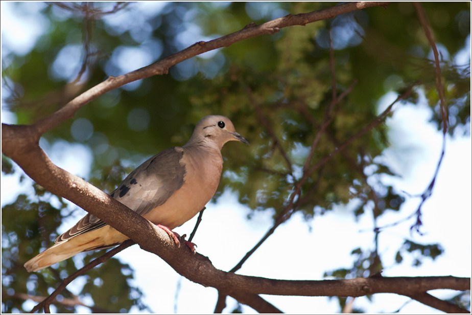 Eared-Dove