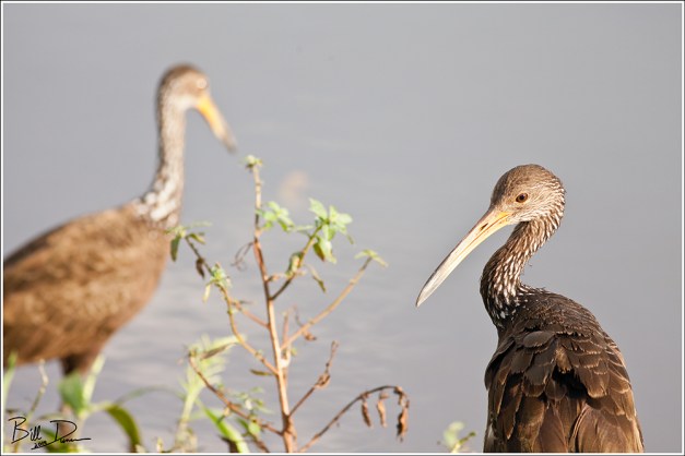 Limpkin 2