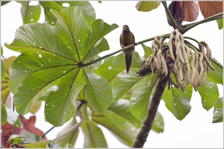 Maroon-bellied Parakeet 2