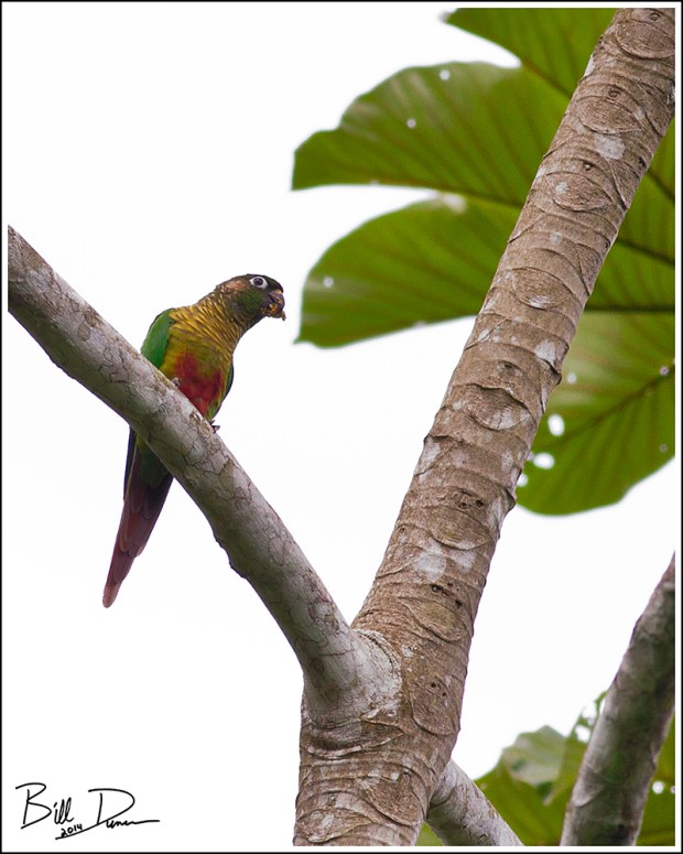 Maroon-bellied Parakeet