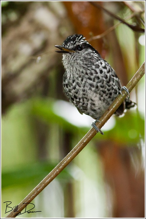 Scaled Antbird