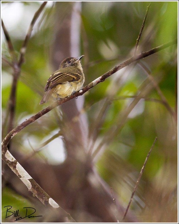 Southern Beardless Tyrannulet