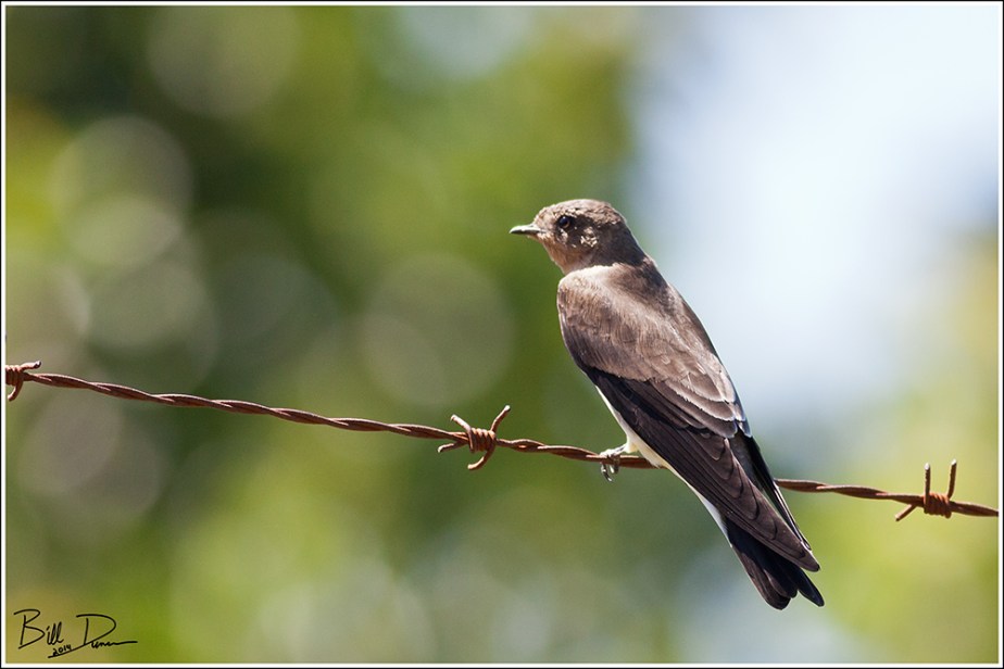 Southern Rough-winged Swallow