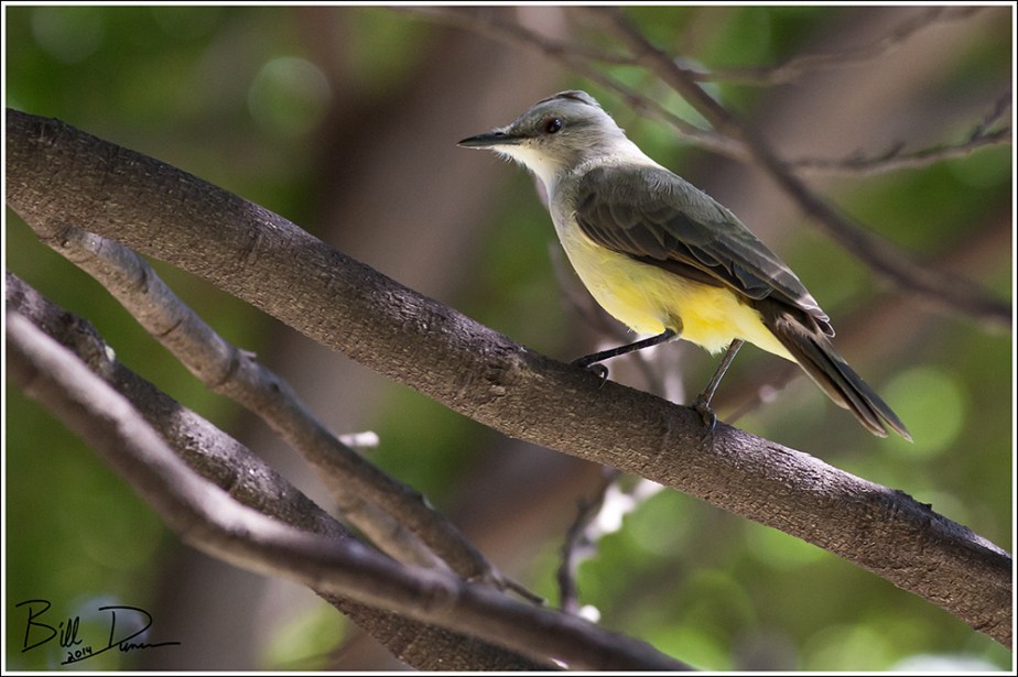 Tropical Kingbird