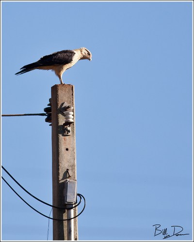 Yellow-headed Caracara - Adult 2