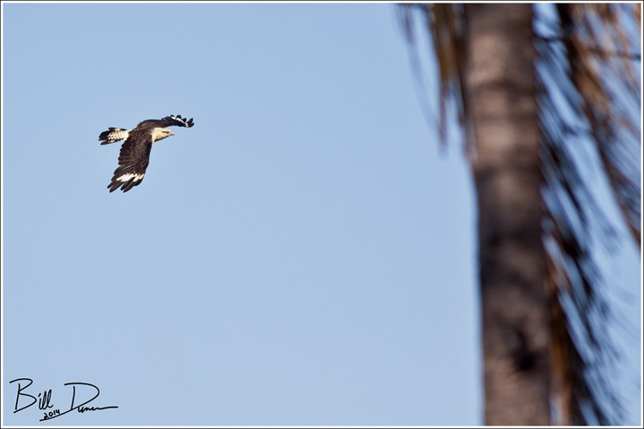 Yellow-headed Caracara - Adult 3