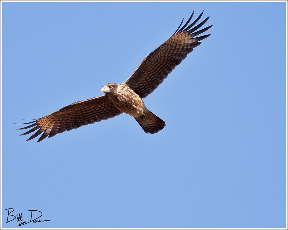 Yellow-headed Caracara - Juvenile