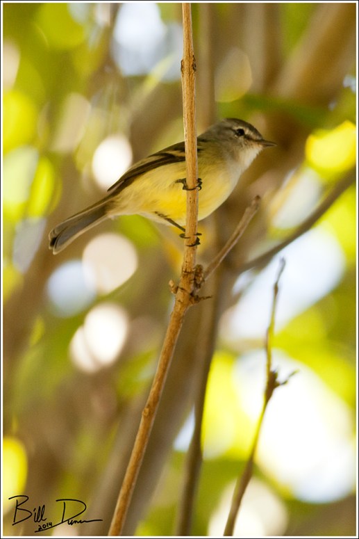 Yellow-olive Flycatcher