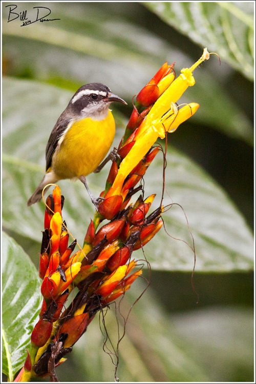 Bananaquit
