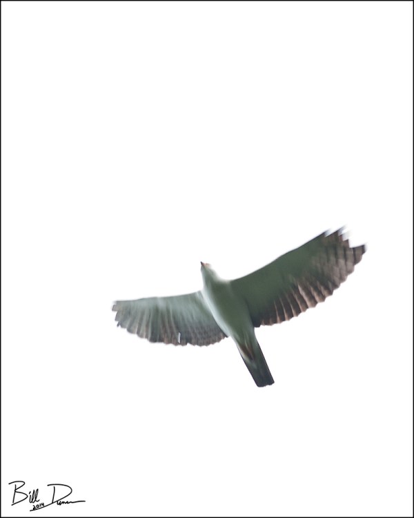 Black and White Hawk Eagle