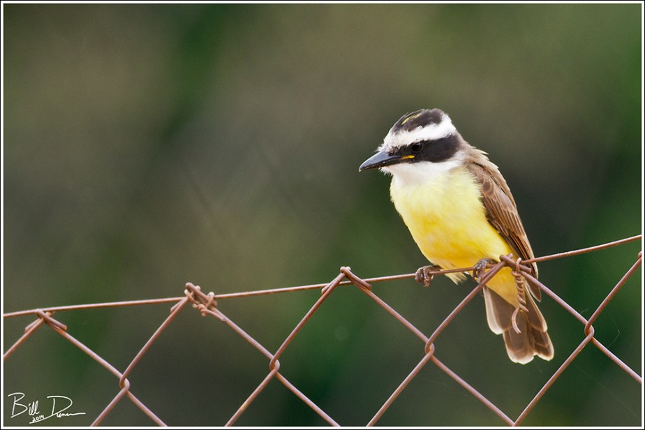 Great Kiskadee