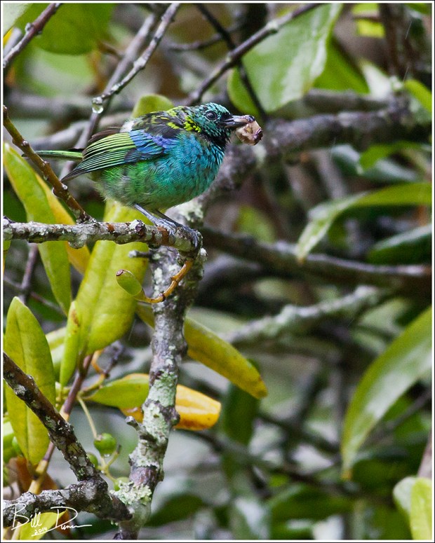 Green-headed Tanager
