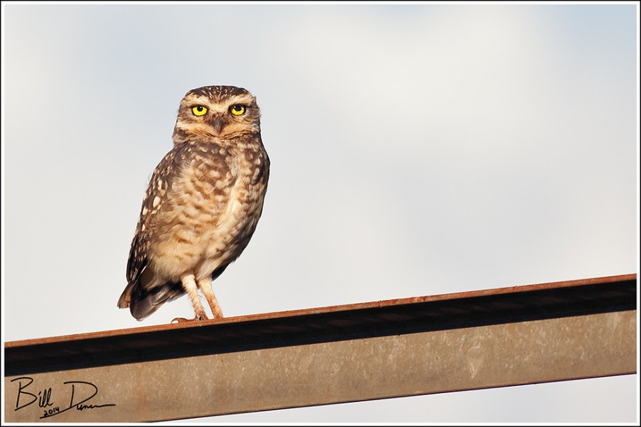 Burrowing Owl