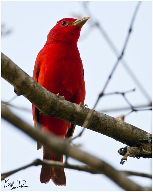 Summer Tanager