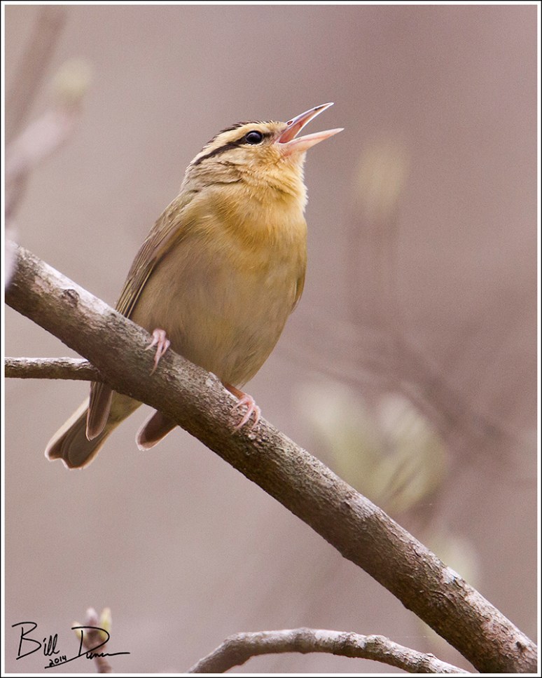 Worm-eating Warbler