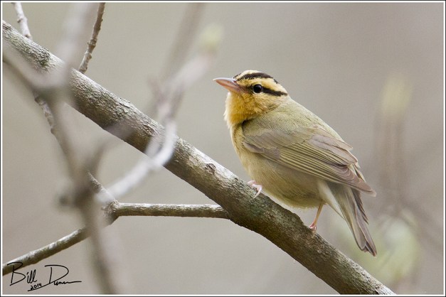Worm-eating Warbler