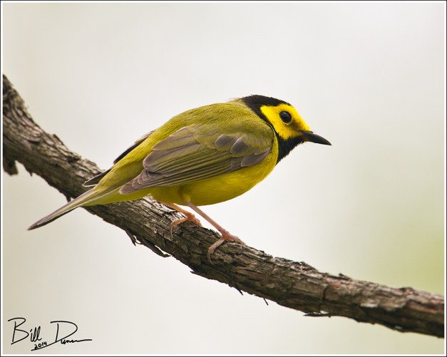 Hooded Warbler