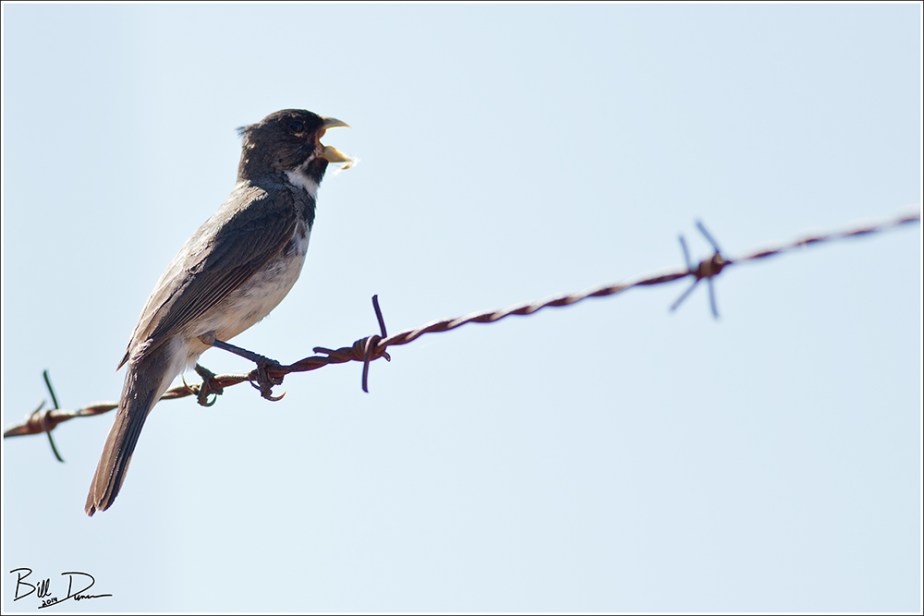 Double-collared Seedeater