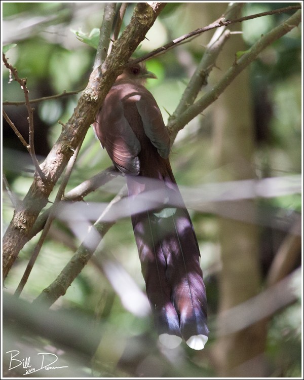 Squirrel Cuckoo