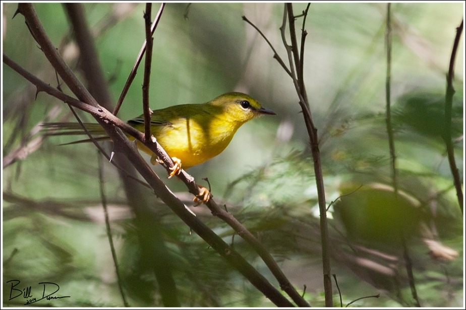 Golden-crowned Warbler