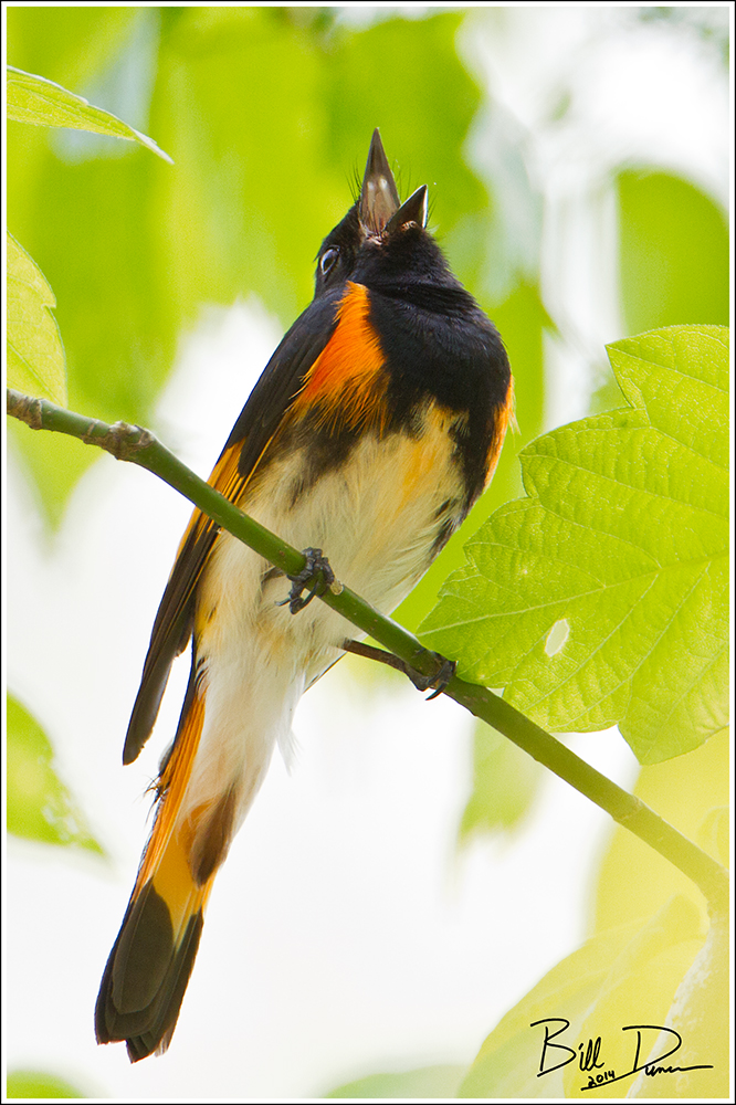 American Redstart