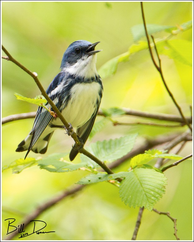 Cerulean Warbler