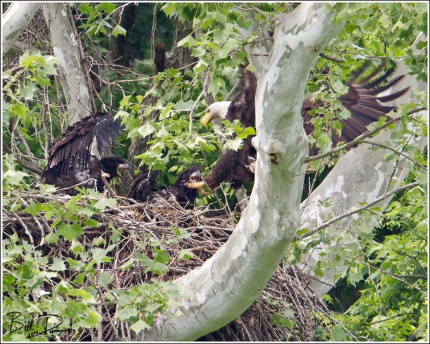 Week Eight - Mom's Home!