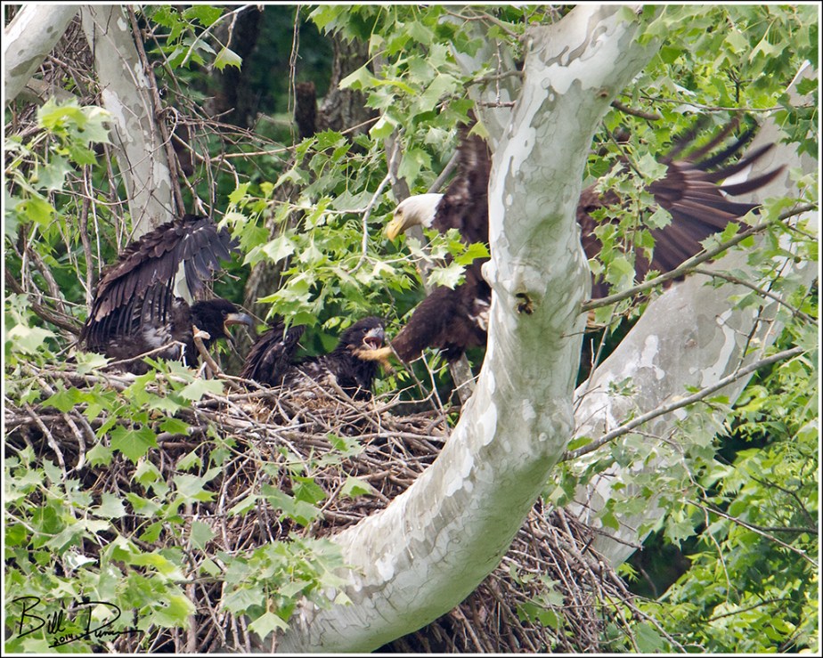 Week Eight - Mom's Home!