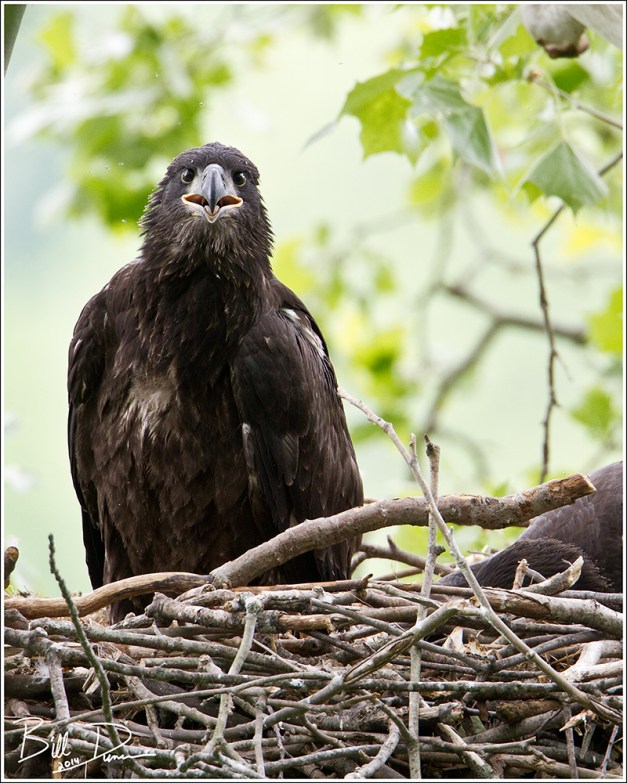 Week Eight - Portrait Time