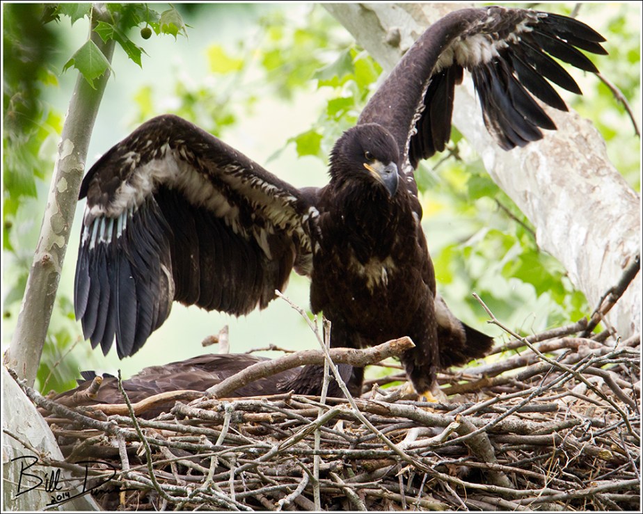 Week Eight - Getting Large