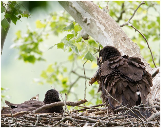 Week Eight - More Fish