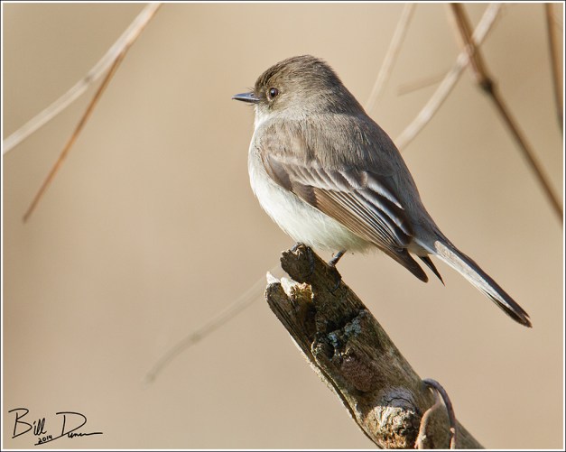 Eastern Phoebe 