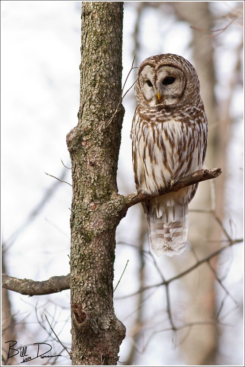 Barred Owl