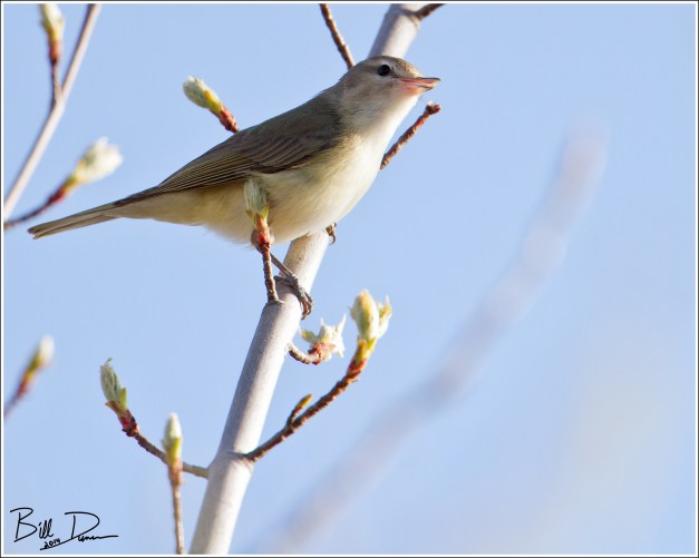 Warbling Vireo