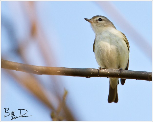 Warbling Vireo