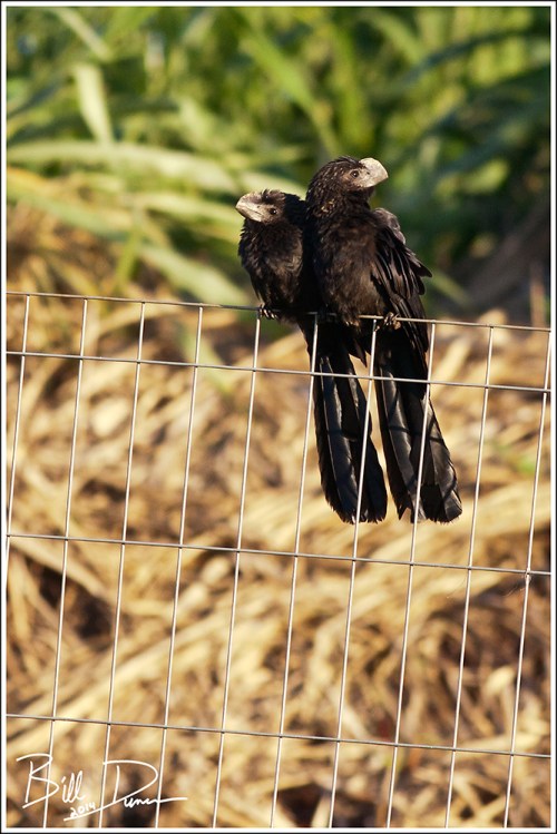 Smooth-billed Ani 2